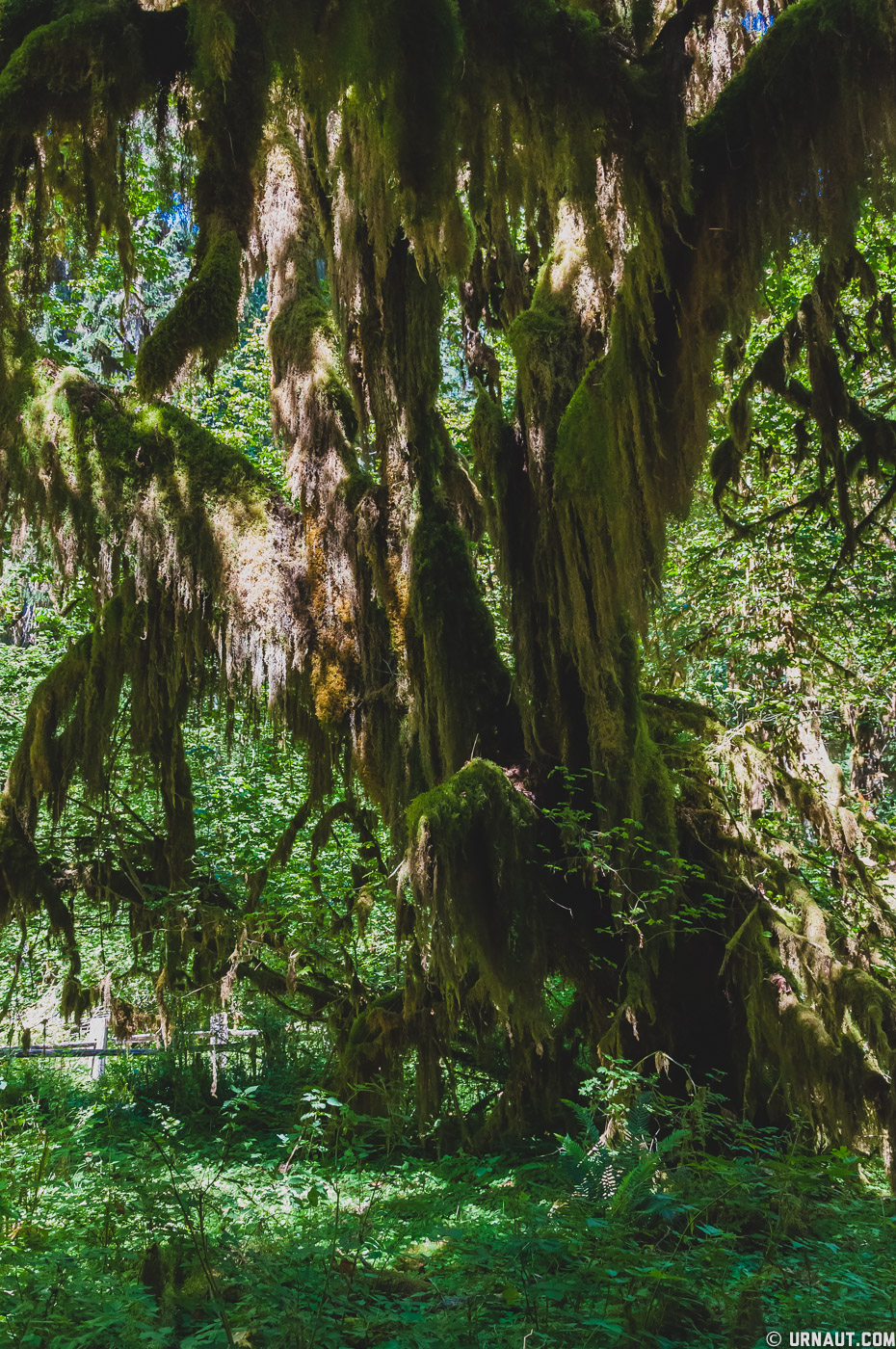 0051-Olympic Peninsula.jpg